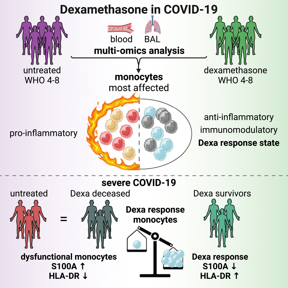 Knoll et al., Cell, 2024 Graphical Abstract