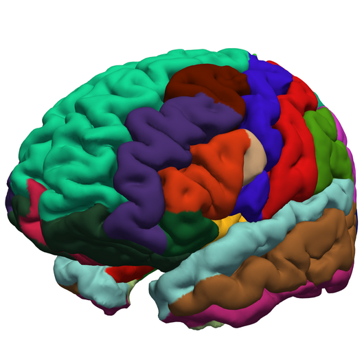 Surface of a human brain reconstructed from a brain MRI