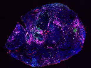 Complex tissue culture under the microscope. 