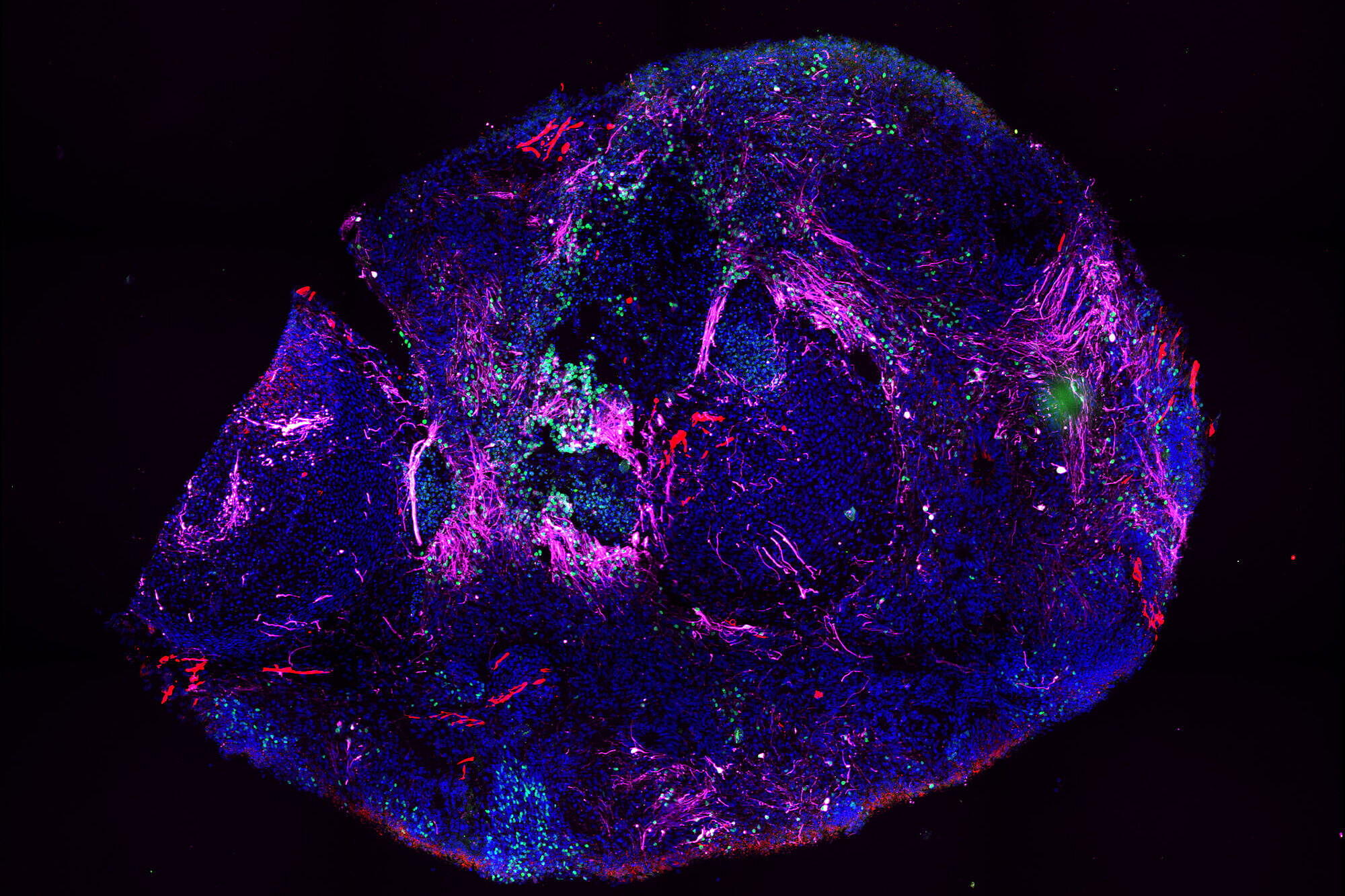 Complex tissue culture under the microscope. 