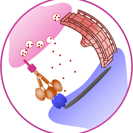 Illustration of the function of CPTX.