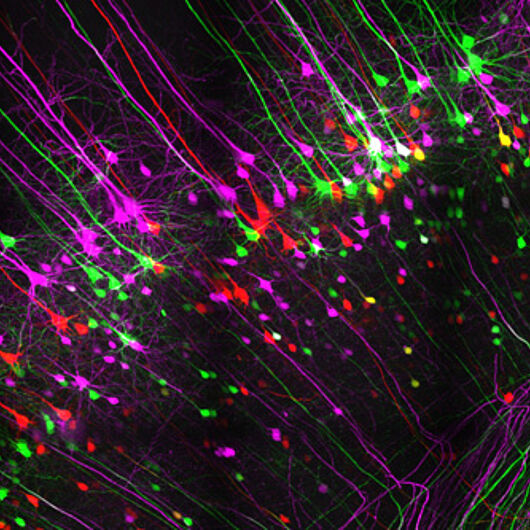 Diese Abbildung zeigt Nervenzellen (die farblich eingefärbt wurden) und deren Ausläufer im Hirngewebe einer Maus. Bildquelle: DZNE/Sebastian Dupraz