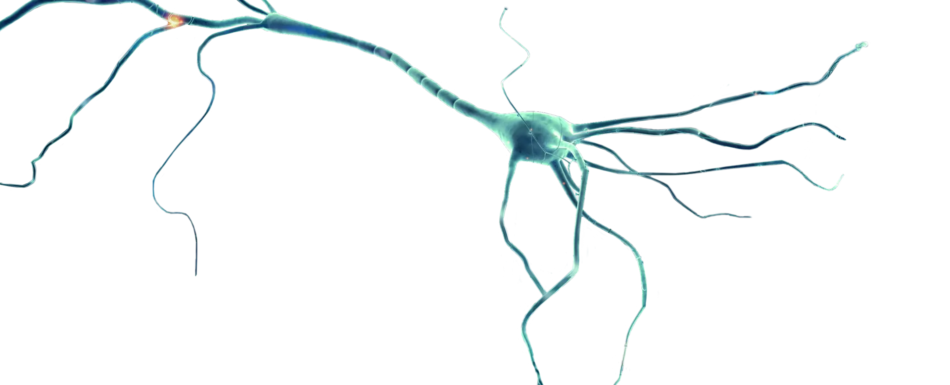 Neuron illustration